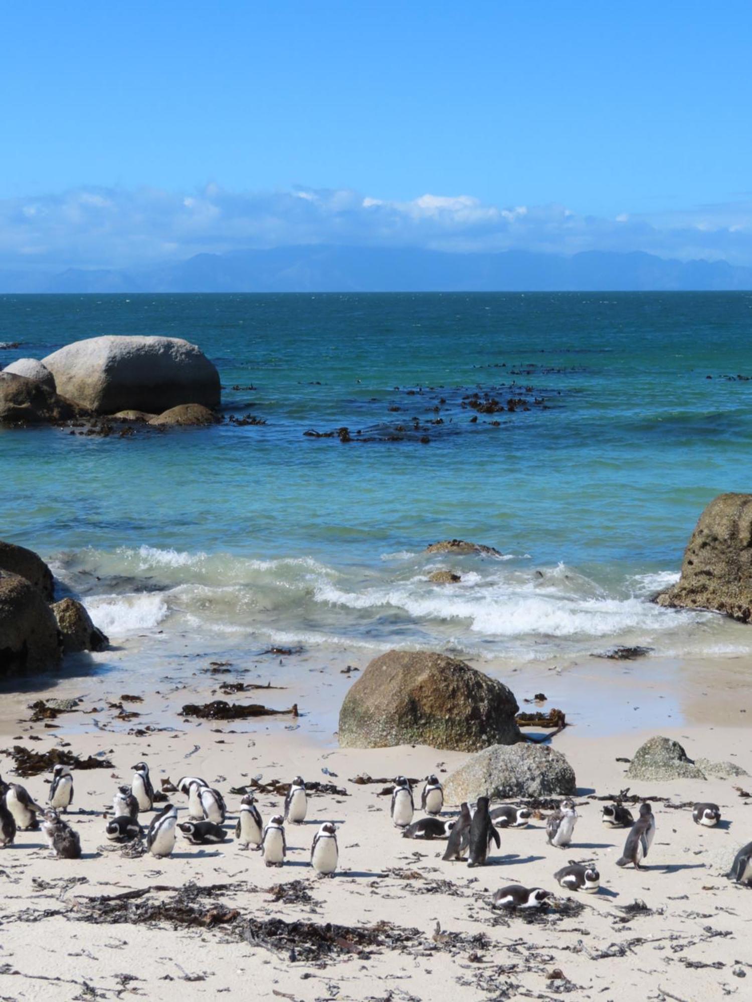 Apartmán Bonne Esperance, Simonʼs Town Exteriér fotografie